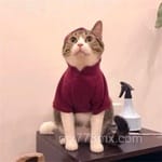 Avatar Cristian Velázquez